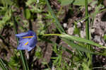 Prairie pleatleaf